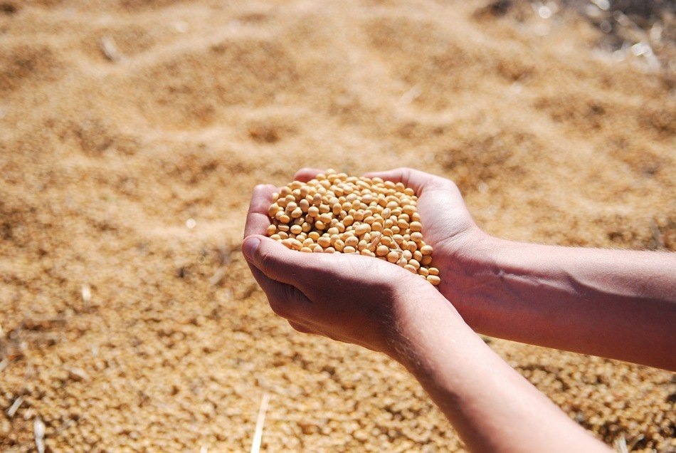 Aplicação de níquel propiciou elevação em 9% do teor de proteína nos grãos (foto: Pixabay)